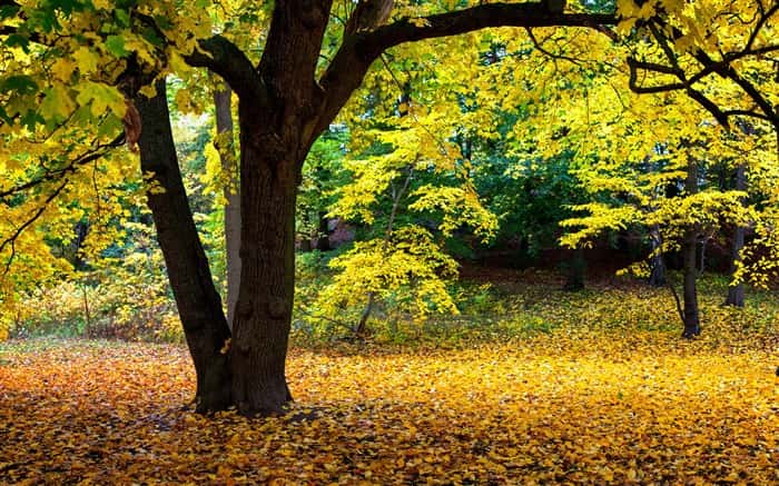 台北到府按摩 居家按摩 酒店按摩 服務示意圖